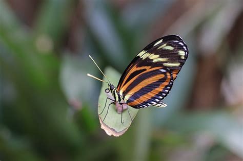 Borboleta Inseto Asas Foto Gratuita No Pixabay Pixabay