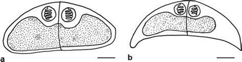 Line Drawings Of The New Ceratomyxa Species ACeratomyxamarginati N Sp