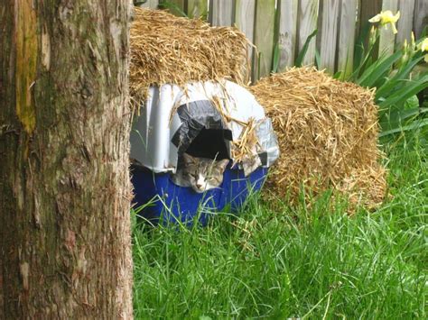 How To Keep Feral And Outdoor Cats Warm And Safe In Winter HubPages