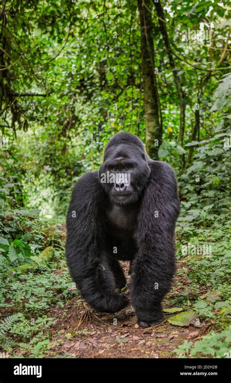 Macho dominante gorila de montaña en la selva Uganda La Selva