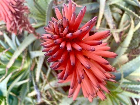 Aloe Arborescens Or Candelabra Aloe Online Flower Garden