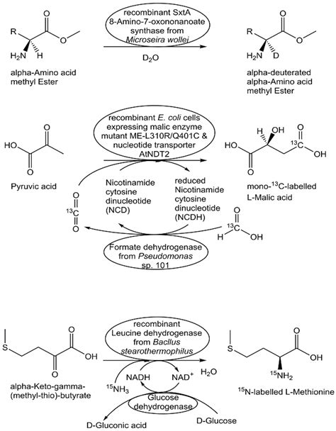 Metabolites Free Full Text Synthesis Of Metabolites And Metabolite Like Compounds Using