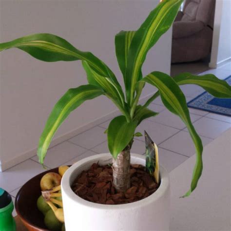 Dracaena Fragrans Massangeana Happy Plant Uploaded By Belle1988