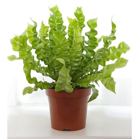 Vertes Asplenium Nidus Crispy Wave Pot De Cm H Schilliger