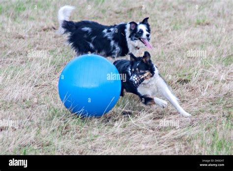 treibball action: two border collies herding gym ball Stock Photo - Alamy