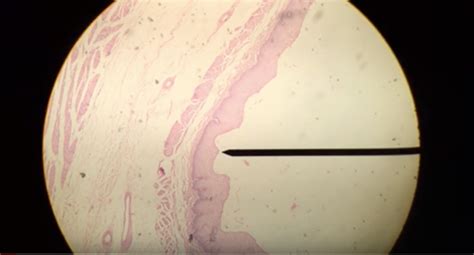 Esophagus Histology Diagram The Best Porn Website