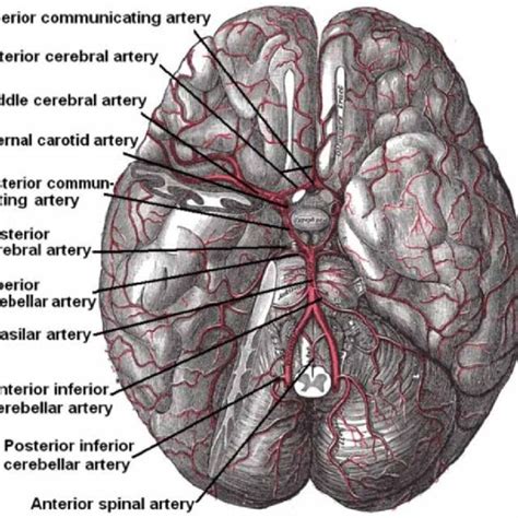 Anatomy of the circle of Willis at the base of the brain (1) (public ...