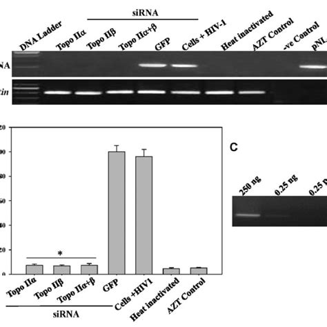 Effect Of Topo II Knockdown On Proviral DNA Synthesis A PCR