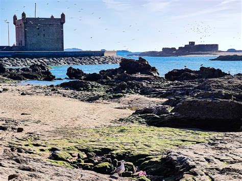 Best Beaches in Essaouira: Amazing Local Guide for 2024