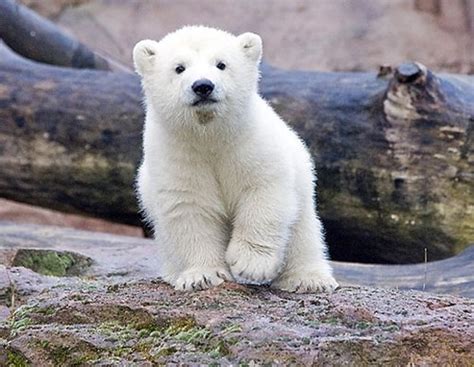 Polar Bear Cub Pictures, Photos, and Images for Facebook, Tumblr ...