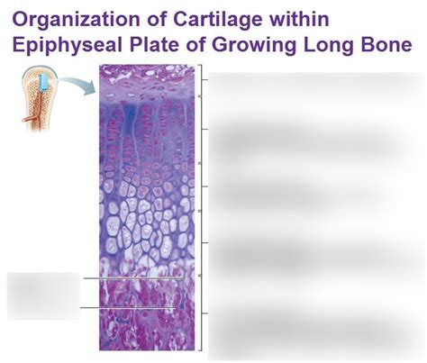 Bone Growth Diagram Quizlet