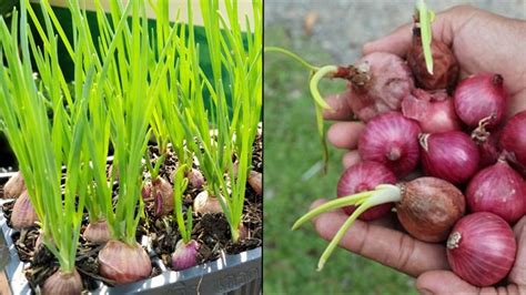 Cara Menanam Bawang Merah Sendiri Di Rumah Bisa Pakai Media Botol