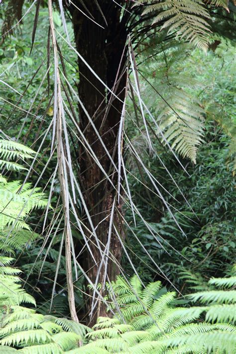 Pseudopanax Crassifolius Pan Global Plants