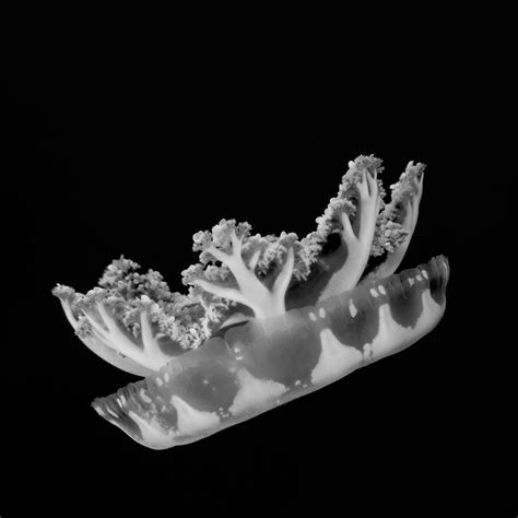 World-Class Diving - Manta Ray Bay Resort - Yap, Micronesia