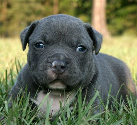 Photos Pitbull Dogs - Perros Pitbull | Fotos e Imágenes en FOTOBLOG X