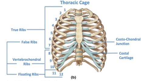 the thoracic cage is shown with labels on its ribs and ribcage