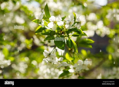 Flowering Cherry Prunus Cerasus Stock Photo Alamy