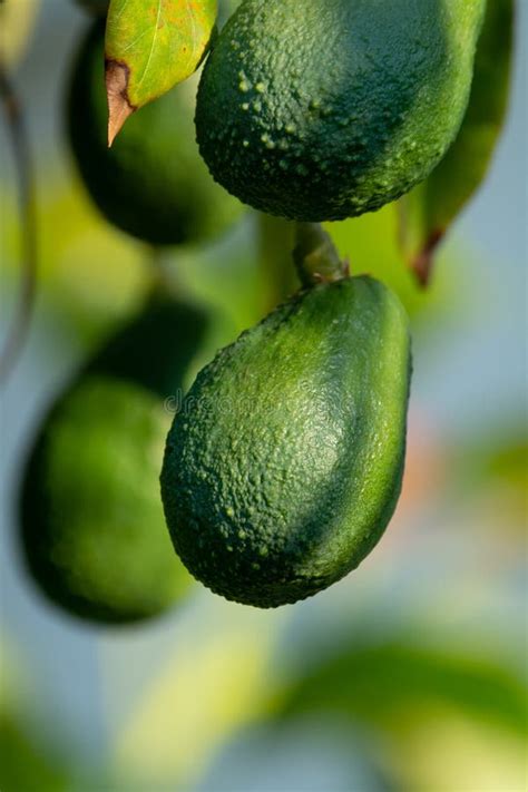 Seasonal Harvest Of Green Orgaic Avocado Tropical Green Avocadoes