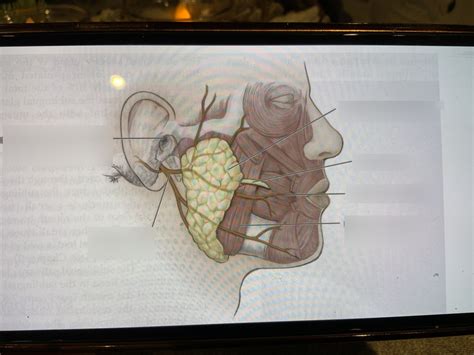 Diagram Of Label Salivary Glands Quizlet