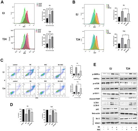 Betulinic Acid Induces Autophagy Dependent Apoptosis Via Bmi Ros Ampk