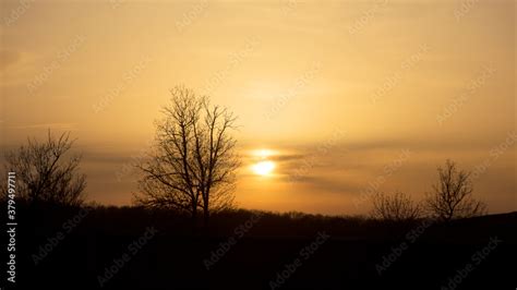 Panorama Silhouette Tree With Sunset Naked Tree In The Sunset