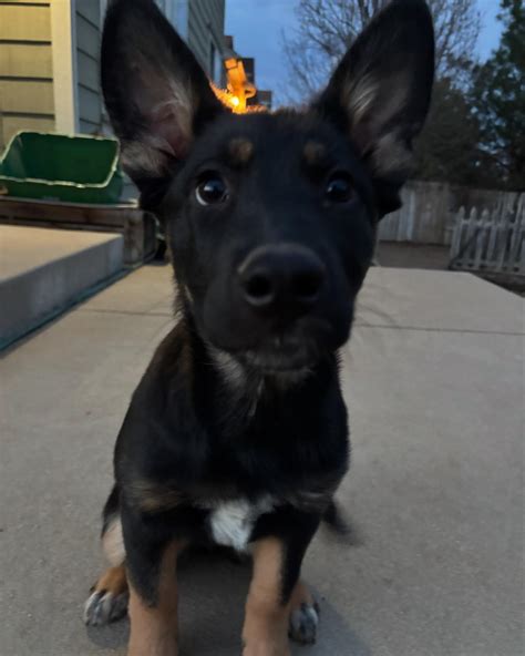 Front Range German Shepherd Rescue