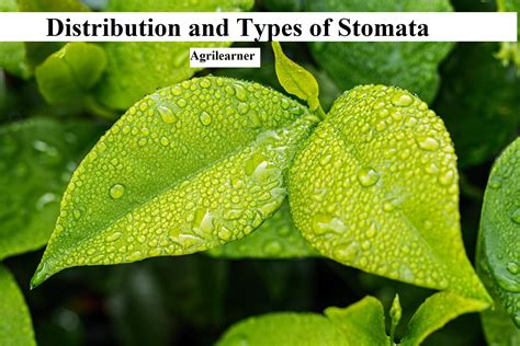 Distribution And Types Of Stomata - Agri Learner