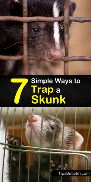 7 Simple Ways to Trap a Skunk