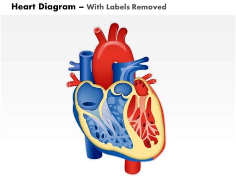 0514 Heart Human Anatomy Medical Images For PowerPoint | PowerPoint ...