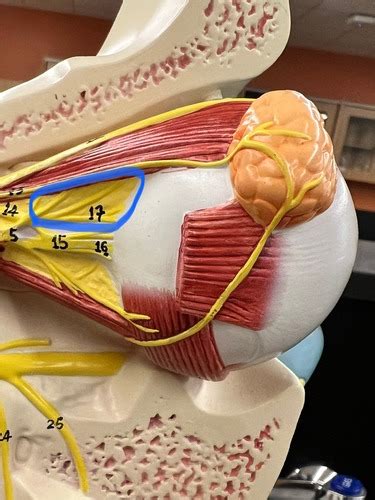 Sagittal Cut Off Head Layers Of Brain Flashcards Quizlet