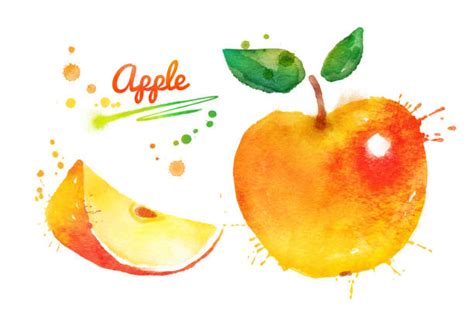 Best Watercolor Apple Illustrations Royalty Free Vector Graphics