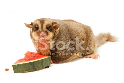 Fat Sugar-Glider Eatting Melon Stock Photo | Royalty-Free | FreeImages