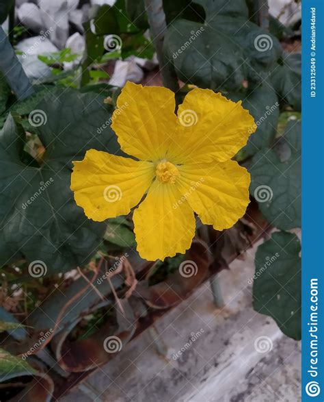 Close Up Fresh Yellow Luffa Aegyptiaca Plant Flower Bloom On The Fence