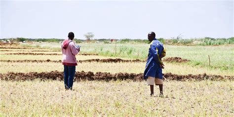 How Rice Farming Is Choking Traditional Crops At The Bura Irrigation