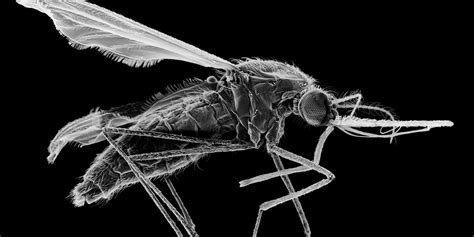 A new malaria vaccine will save countless lives | MIT Technology Review