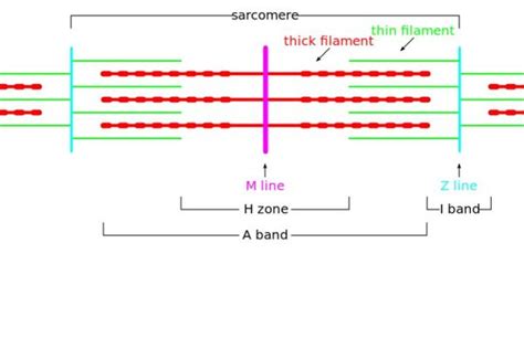 Sliding Filament Theory Biology Aqa A Level