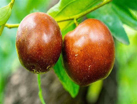 Winter Jujube Tree Fruit Background Winter Jujube Branch Fruit Red