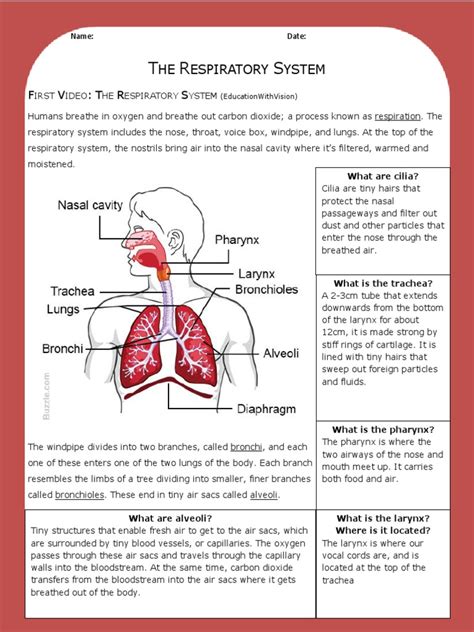 Respiratory System Answer Key Respiratory Tract Lung