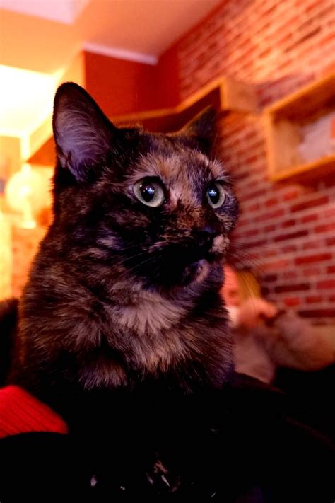 Café Schnurrke Is Cologne s FURRst cat café worth visiting 2023