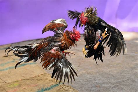 36 fighting roosters seized from Victorville home - Victor Valley News ...