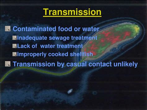 PPT - Vibrio cholerae PowerPoint Presentation, free download - ID:3265499