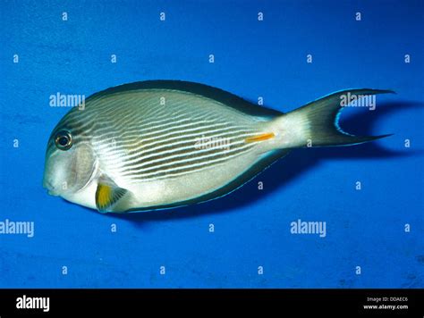 Sohal Surgeonfish Or Sohal Tang Acanthurus Sohal Acanthuridae Red