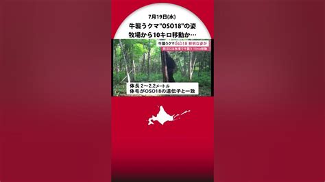 牛襲うクマoso18の鮮明な姿を捉える 立ち上がると約2メートル 前日の牧場から10キロ移動か Youtube