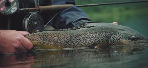 Video Huge Norwegian Brown Trout In Borgund Trailer Orvis News