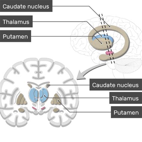 Basal Ganglia Anatomy And Diagram Getbodysmart