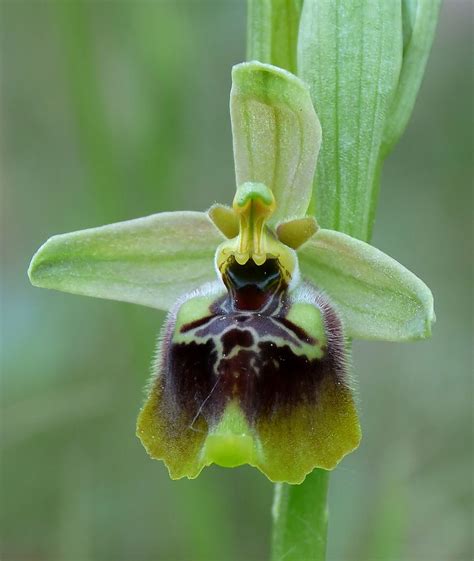 Ibrido Ophrys Gracilis X Ophrys Lacaitae Beautiful Orchids Orchids