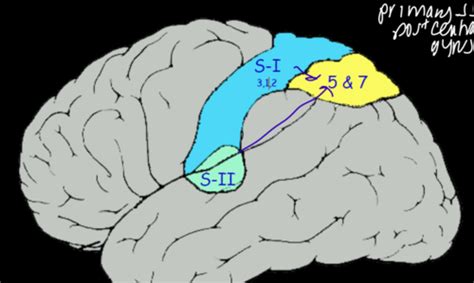 N17 Somatosensory Cortex Flashcards Quizlet