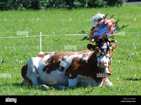 Almabtrieb Kuh Kopfschmuck Wiese Lüge Tradition Traditionen