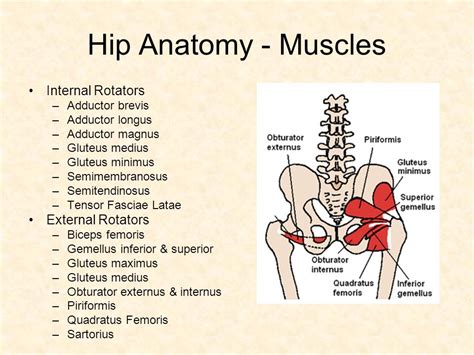 Hip Internal Rotation Muscles Slidesharetrick