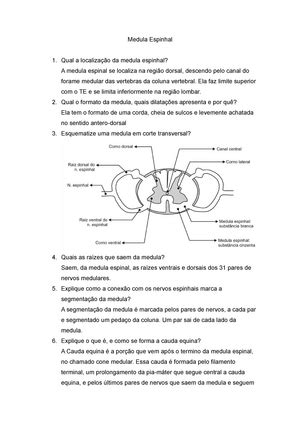 Osteologia Classificação dos ossos UFRN Osteologia DIVISO DO